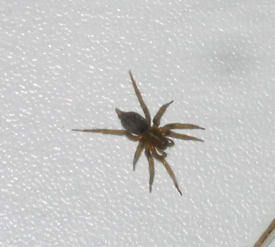 Ragnetto velocissimo - Textrix sp. o Lycosoides sp.